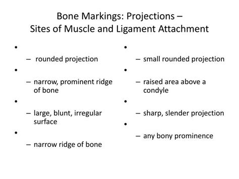 Ppt Function Of Bones Powerpoint Presentation Id1872371