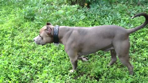 Blue Bullmastiff Pit Mix L Sanpiero