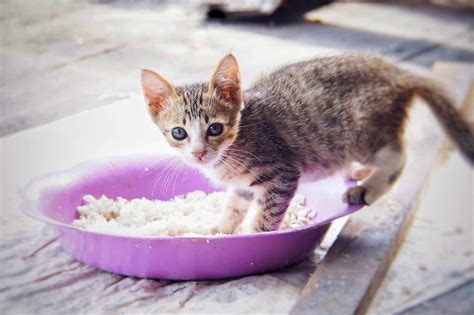 Bolehkah Kucing Makan Nasi Walaupun Dicampur