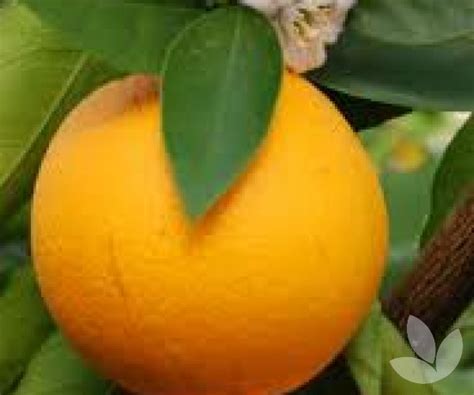 Citrus Sinensis Valencia Orange Trees Speciality Trees