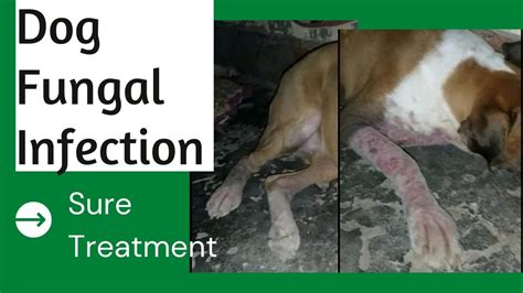 Dog Fungal Skin Infection Treatment Dog Skin Diseases And Treatment