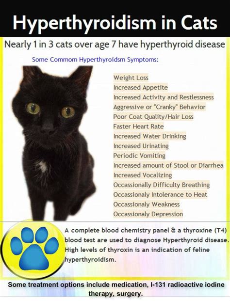 Hyperthyroidism In Cats Vet Medicine Pet Care Cats Vet Tech School