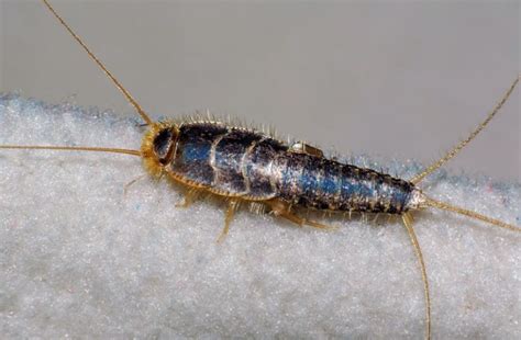 Silverfish Pictures