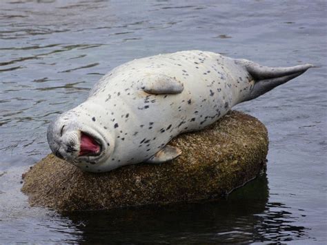 16 Laughing Seal Pictures Proving These Animals Know How To Live