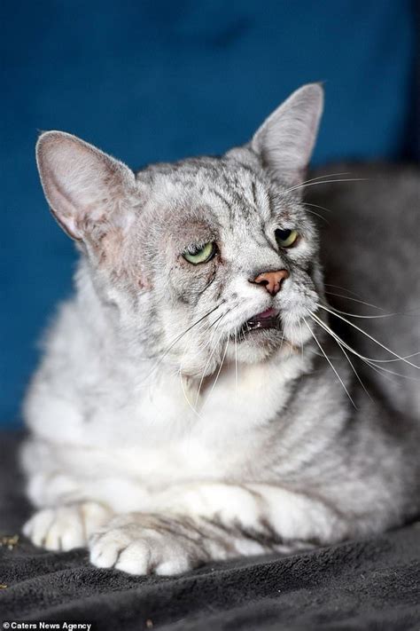 A Rescued Cat Looks Sad And Droopy But In Actual Is A Happy And Jolly