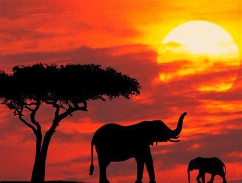Pretty African Sunset Scenery Kenya Safari