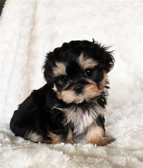 Teacup Morkie Puppy For Sale Cobby And Square Teddy Bear Face