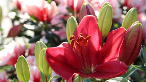 Red Lily Flower 4k 5k Hd Flowers Wallpapers Hd Wallpapers Id 55295