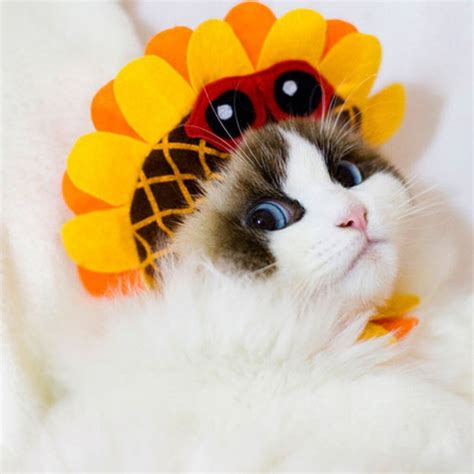 Cute Funny Warm Sunflower Style Pet Small Dog Cat Hats Cape Costume