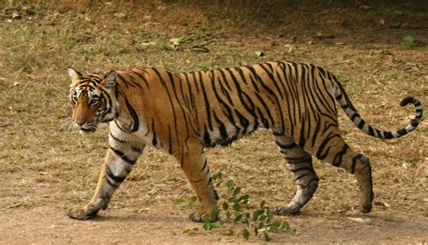 India: Shooting orders issued for yet another 'man-eating' tiger