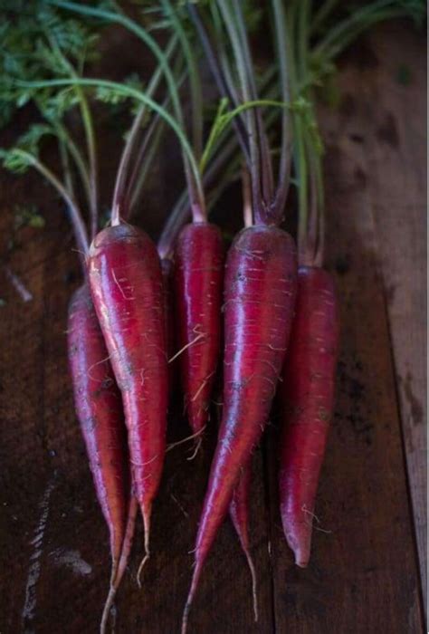 Purple Dragon Carrot Seeds 100 Seeds Etsy