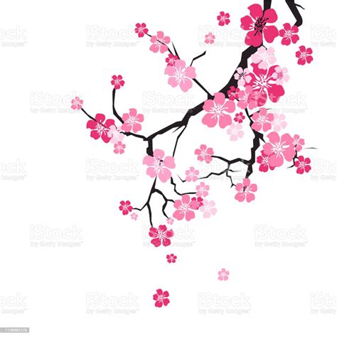 Cherry Blossom Background Sakura Flowers Pink On Branch Stock