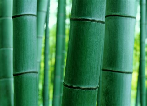 Résultat De Recherche Dimages Pour Bamboo Close Up