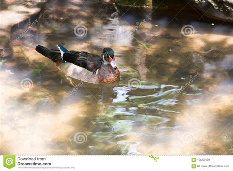 Falcated Duck Swimming On A Pond Stock Image Image Of Lakes Falcata