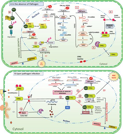 Tpltprs In Balancing Growth And Defense A Under The Pathogen Free Download Scientific Diagram