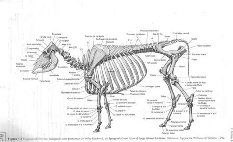 esqueleto bovino Anatomia Veterinária I