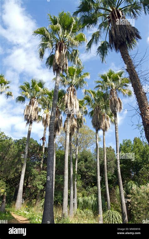 Desert Fan Palm Washingtonia Filifera Jardins Du Rayol Var France