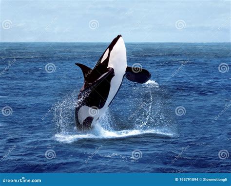 Killer Whale Orcinus Orca Adult Breaching Stock Photo Image Of