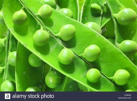 Full Pea Pod Hi Res Stock Photography And Images Alamy