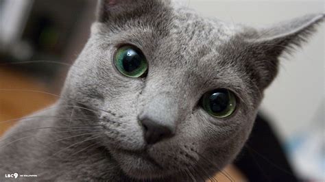 Russian Blue Ocicat Russian Cat Russian Blue Cat Breeds With