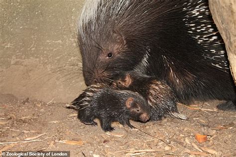 Two Baby Porcupines Are Born At London Zoo Express Digest