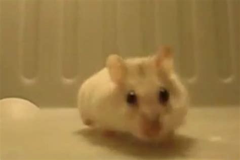 Backflipping Hamster Could Take Over The Internet