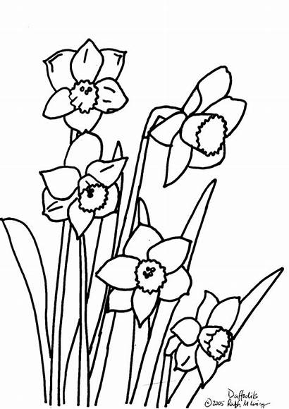 Daffodils Colouring Pages Rainbow Magic Nz Purchase