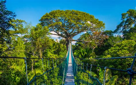 The amazon rain forest is the world's largest tropical rainforest , famous for a massive biodiversity of animals, plant life and insects. Narrow Bridge through Amazon Forest | wallpaper.wiki