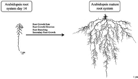 Arabidopsis Root Systems At Different Developmental Stages Schematic