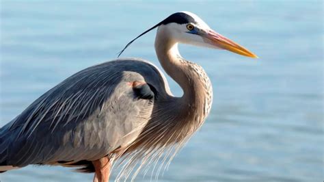 Great Blue Heron Sound Call Youtube