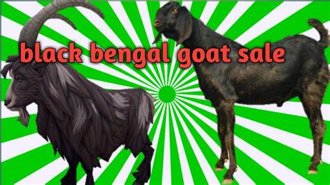Black Bengal Goat For Sale In Indiahindi By Madina Goat Farming