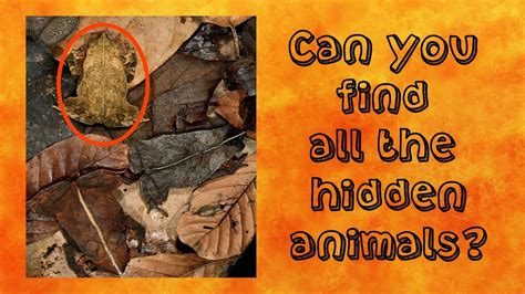 Can You Find All The Hidden Animals Test Your Skills Youtube