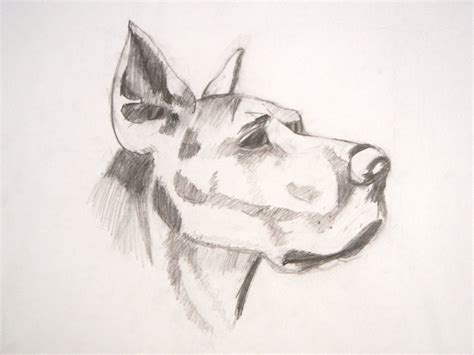 Learn how to draw a dog in photoshop. Dog Head Sketch by puretruth1103 on DeviantArt