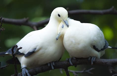 Animal Dove Love Bird Couple Cute Wallpapers Hd