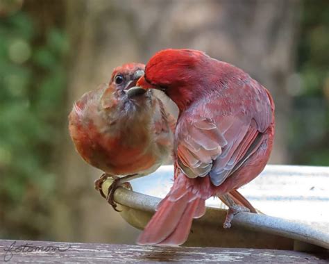 Fotomom Feeding Baby Cardinal