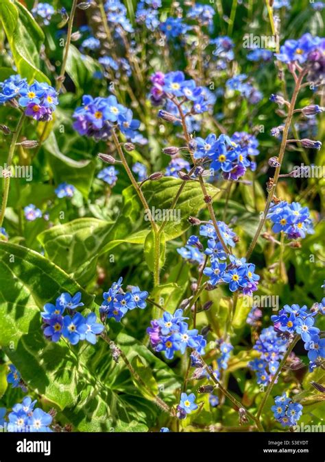 Forget Me Nots Myosotis Scorpion Grasses Small Blue Flowers
