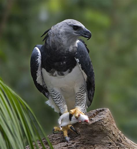 Everything You Wanted To Know About The Harpy Eagle Hubpages