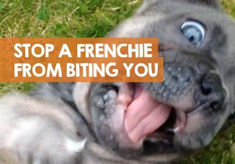 How To Stop A French Bulldog Biting 12 Methods To Stop Puppy Bites