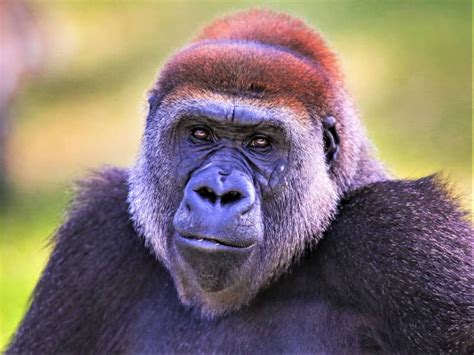 Cameras Catch Rare Gorillas In Nigeria Engoo Daily News