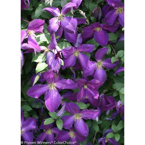 Maybe you would like to learn more about one of these? Proven Winners 3 Gal. Happy Jack Purple (Clematis) Live ...