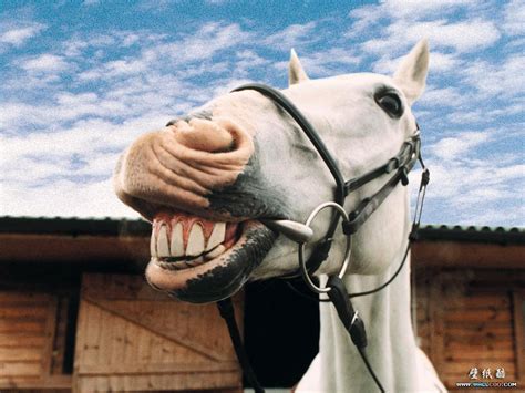 Funny Horse Wallpaper 21 Download Free Wallpapers