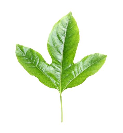 Premium Photo Green Ivy Leaf Isolated On White Background