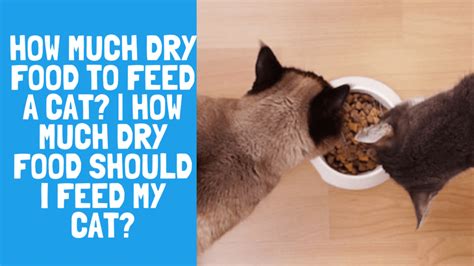 How often should i feed my cat? How Much Dry Food To Feed A Cat? Step-by-Step Ultimate Guide
