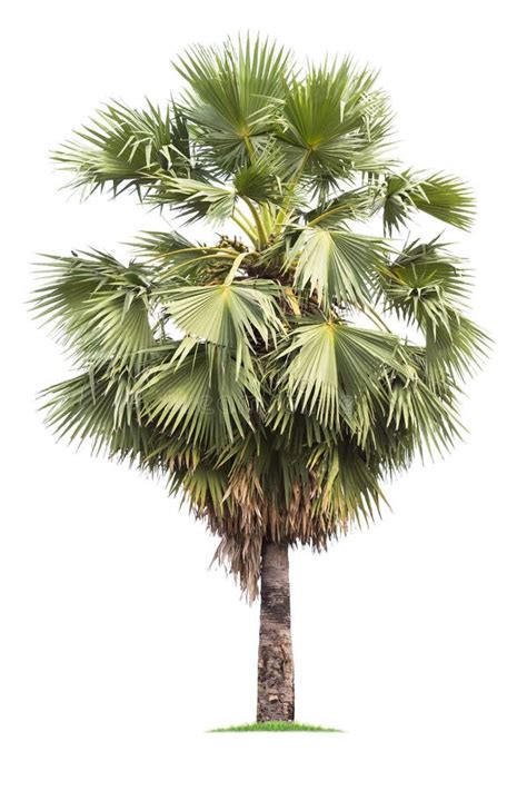 Isolated Big Palm Tree On White Background Stock Photo Image Of