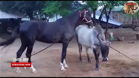 Horse Mating With Cow 2019 Youtube