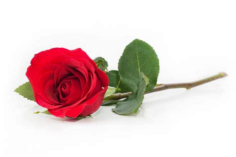 Royalty Free Roses Pictures Images And Stock Photos Istock