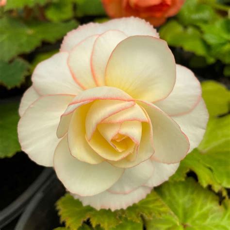 Tuberous Begonia And Fuchsia Show 2023 White House Nursery