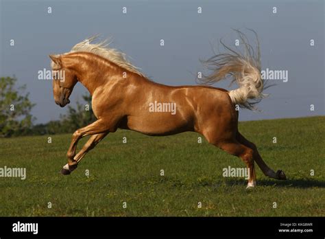 Palomino Lusitano Stallion Cantering Stock Photo Alamy