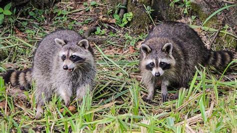 When it comes to pest control, who is financially responsible? Pest Guides Archives - Pest Control Gurus