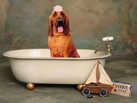 funny dog dogs animals background wallpapers  desktop nexus image